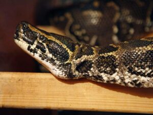 Φίδια: Αυτή είναι η πόλη της Δυτικής Ελλάδας με τα περισσότερα δαγκώματα