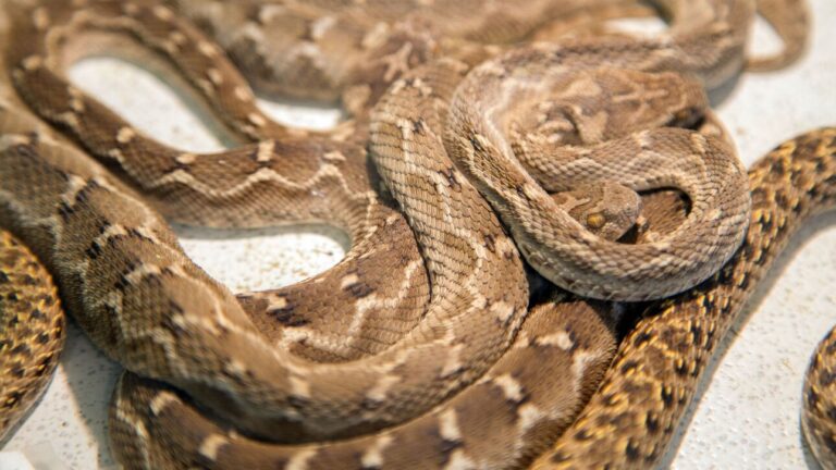 snake