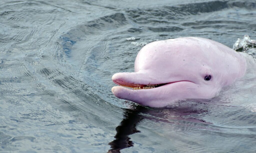 pink-dolphin