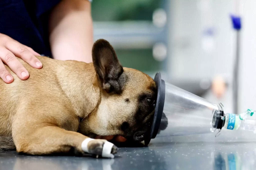 french_bulldog_r_1409-2-2048x1365