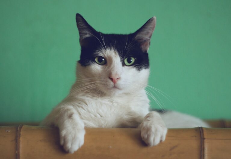 manja-vitolic-gKXKBY-C-Dk-unsplash (1)