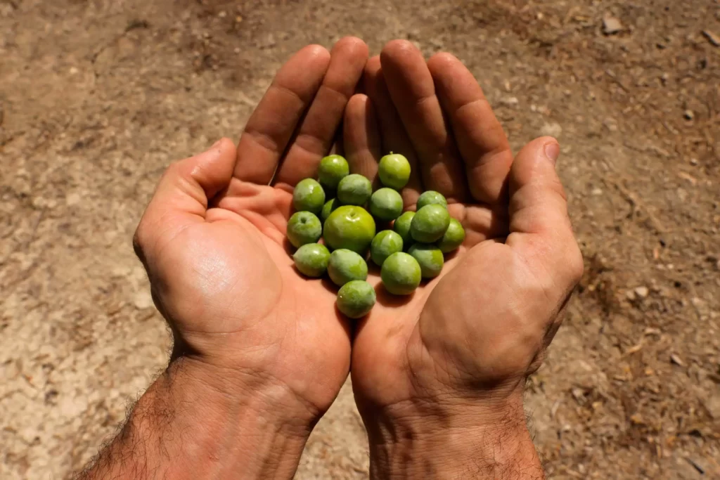 spain_elies_olives_elaiolado_r_0610-scaled