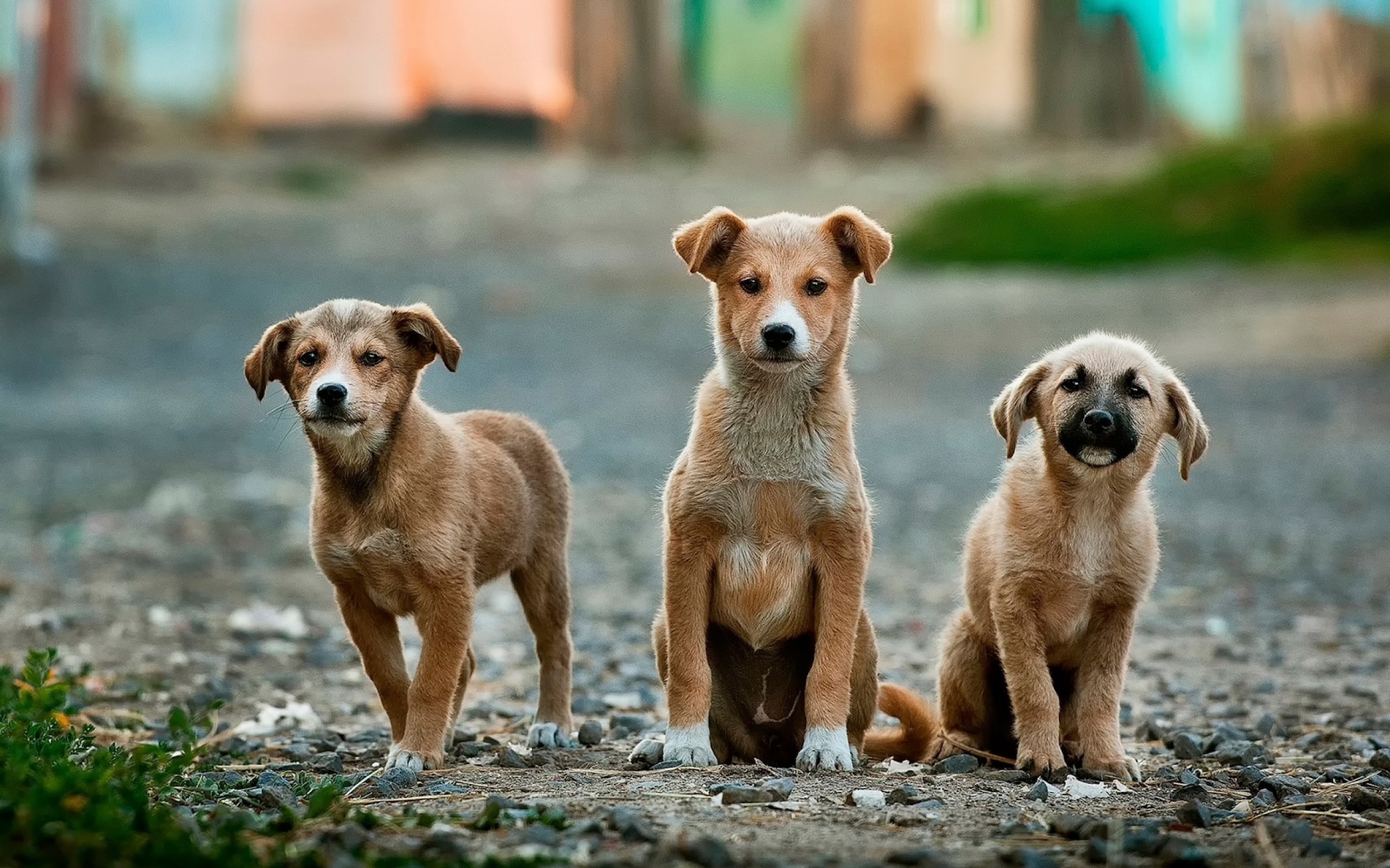 pet.gov.gr: Σε λειτουργία η πλατφόρμα για τα ζώα συντροφιάς – Οι σημαντικότερες καινοτομίες