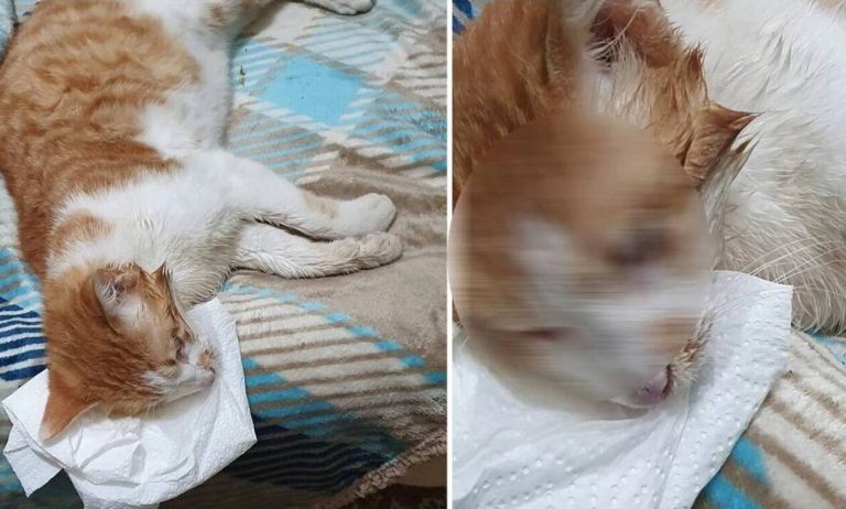 Κτηνωδία στο Ηράκλειο: Δηλητηριάστηκε γατάκι από φόλες