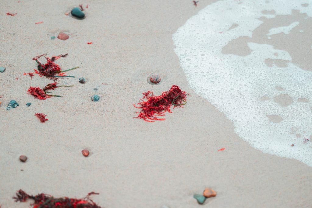 pascal-bullan-YBB8e6jN-n8-unsplash (1)