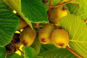 To κινέζικο φραγκοστάφυλο με χαμηλό γλυκαιμικό δείκτη που ενισχύει την καρδιά, τα μάτια και το πεπτικό