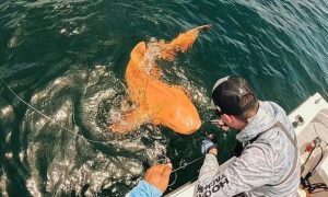 Σπάνιος πορτοκαλί καρχαρίας εντοπίστηκε στη Κόστα Ρίκα