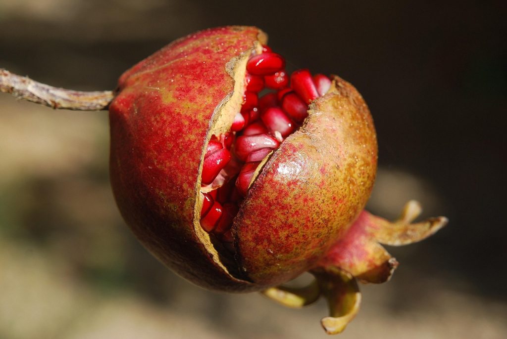 pomegranate-185456_1280