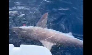 Καρχαρίας τριών μετρών εντοπίστηκε στην Αρκαδία – Ψαράς «πάλεψε» για να τον απελευθερώσει