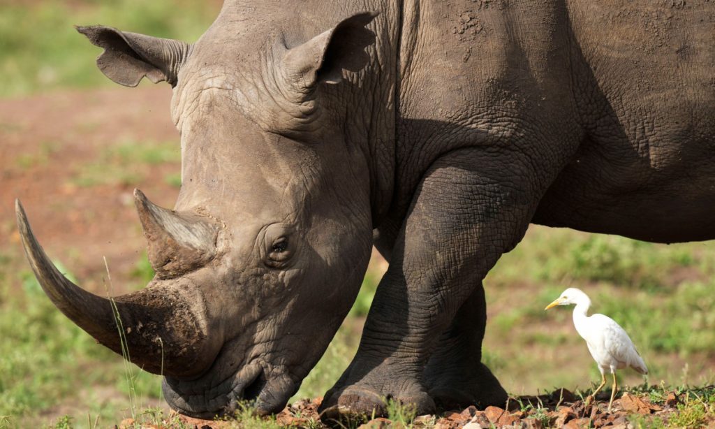 d4d93981-apeiloymena-zoa (1)