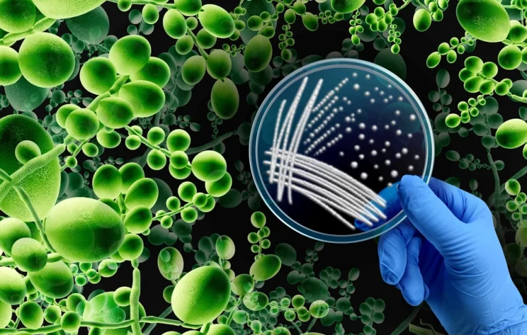 Συναγερμός για θανατηφόρο μύκητα που εξαπλώνεται παγκοσμίως – Γίνεται ολοένα πιο ανθεκτικός και πιο μεταδοτικός