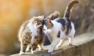 Αυτό το ελληνικό νησί ψάχνει εθελοντές για να εργαστούν σε καταφύγιο με γάτες – Τι προσφέρει δωρεάν 