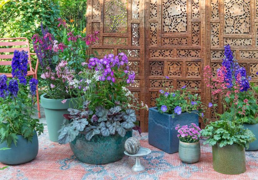 guide-for-geranium-4